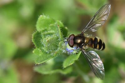 <i>Meliscaeva auricollis</i>