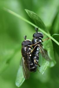 <i>Paragus pecchiolii</i>