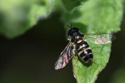 <i>Paragus quadrifasciatus</i>