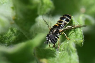 <i>Paragus quadrifasciatus</i>