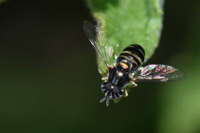 <i>Paragus quadrifasciatus</i>