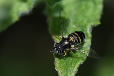 <i>Paragus quadrifasciatus</i>