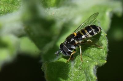<i>Paragus quadrifasciatus</i>