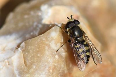 <i>Eupeodes luniger</i>
