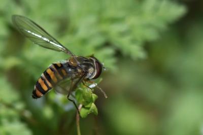 <i>Episyrphus balteatus</i>