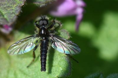 <i>Bibio lanigerus</i>