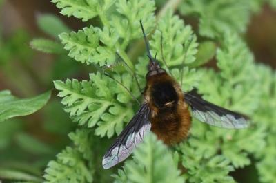 <i>Bombylius major</i>