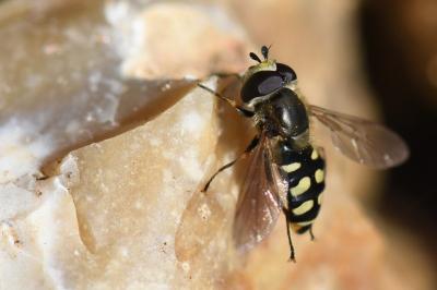 <i>Eupeodes luniger</i>