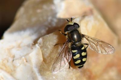 <i>Eupeodes luniger</i>