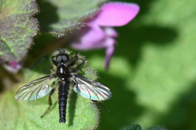 <i>Bibio lanigerus</i>