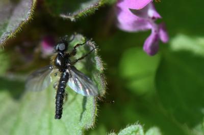 <i>Bibio lanigerus</i>