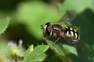 <i>Eupeodes luniger</i>