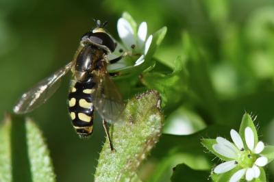 <i>Eupeodes luniger</i>