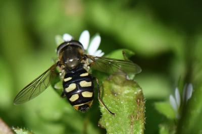 <i>Eupeodes luniger</i>