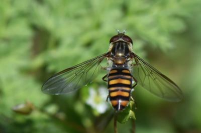 <i>Episyrphus balteatus</i>
