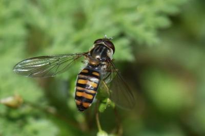 <i>Episyrphus balteatus</i>