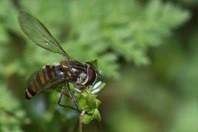 <i>Episyrphus balteatus</i>