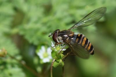 <i>Episyrphus balteatus</i>