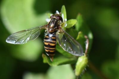 <i>Episyrphus balteatus</i>