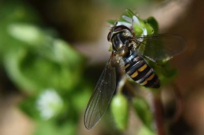 <i>Episyrphus balteatus</i>