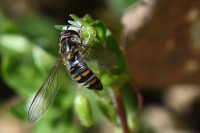 <i>Episyrphus balteatus</i>