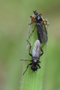 <i>Bibio lanigerus</i>