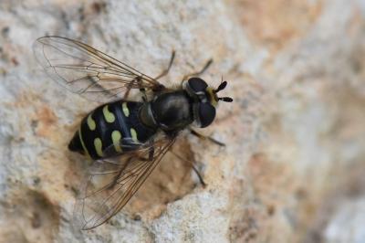 <i>Eupeodes luniger</i>