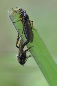 <i>Bibio lanigerus</i>