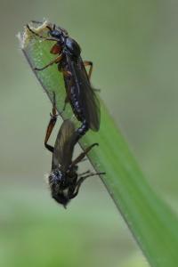 <i>Bibio lanigerus</i>