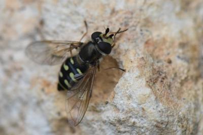<i>Eupeodes luniger</i>