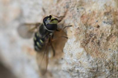 <i>Eupeodes luniger</i>
