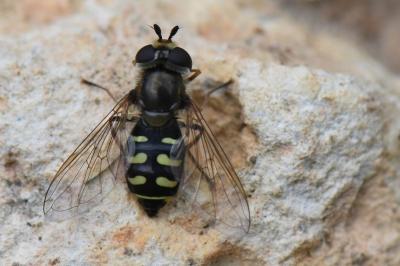 <i>Eupeodes luniger</i>