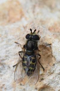 <i>Eupeodes luniger</i>