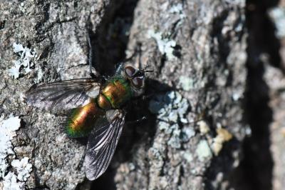 <i>Gymnocheta viridis</i>