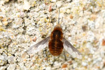 <i>Bombylius major</i>