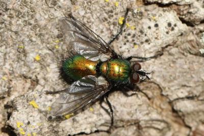 <i>Gymnocheta viridis</i>