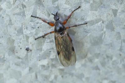 <i>Bibio johannis</i>