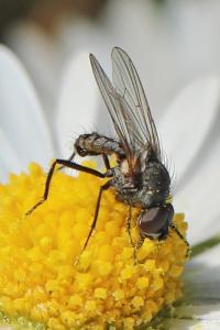 <i>Delia platura</i>