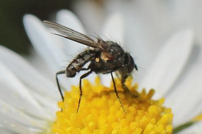 <i>Delia platura</i>