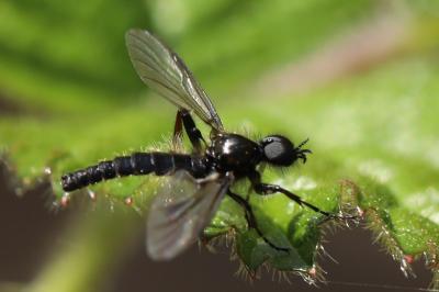 <i>Bibio lanigerus</i>