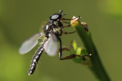 <i>Bibio lanigerus</i>