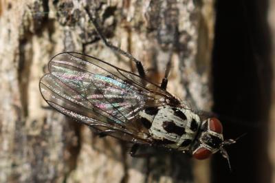 <i>Anthomyia pluvialis</i>