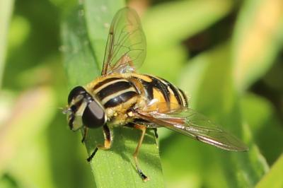 <i>Helophilus pendulus</i>