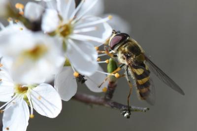<i>Syrphus vitripennis</i>