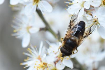 Eristalis pertinax