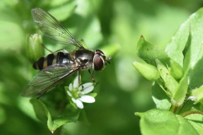 <i>Meliscaeva auricollis</i>