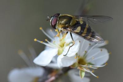 <i>Syrphus vitripennis</i>