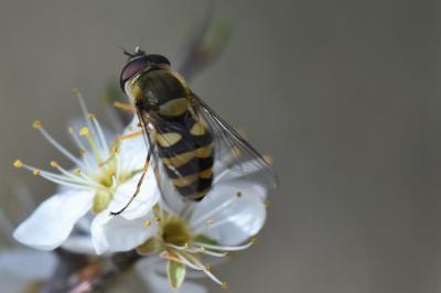 <i>Syrphus vitripennis</i>