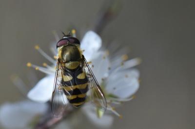 Syrphus vitripennis
