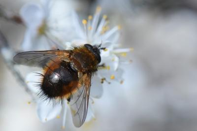 <i>Tachina lurida</i>
